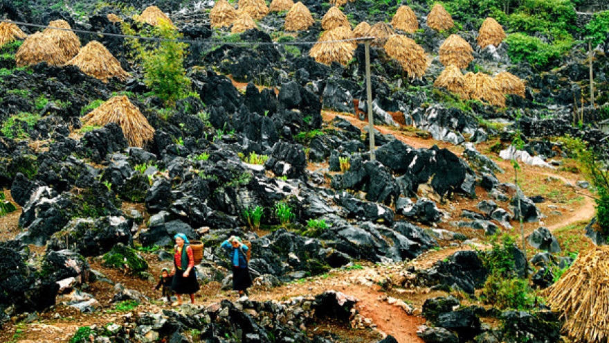 Mong ethnic people cultivate on rocks