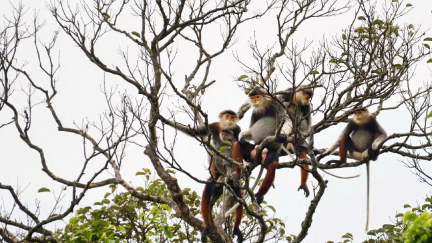 Activists dedicated to conserving endangered doucs in Danang