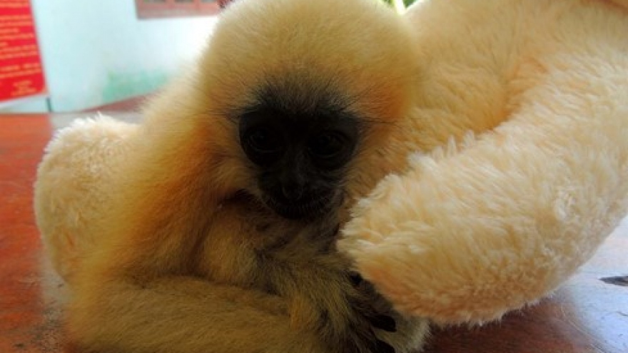  Rare gibbon saved from hunters in central Vietnam