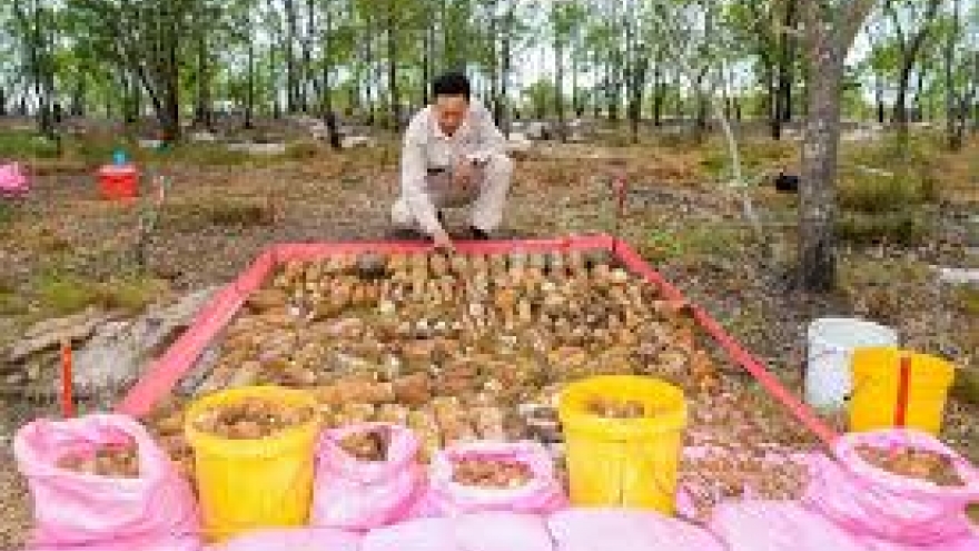 900 grenades from Vietnam War destroyed