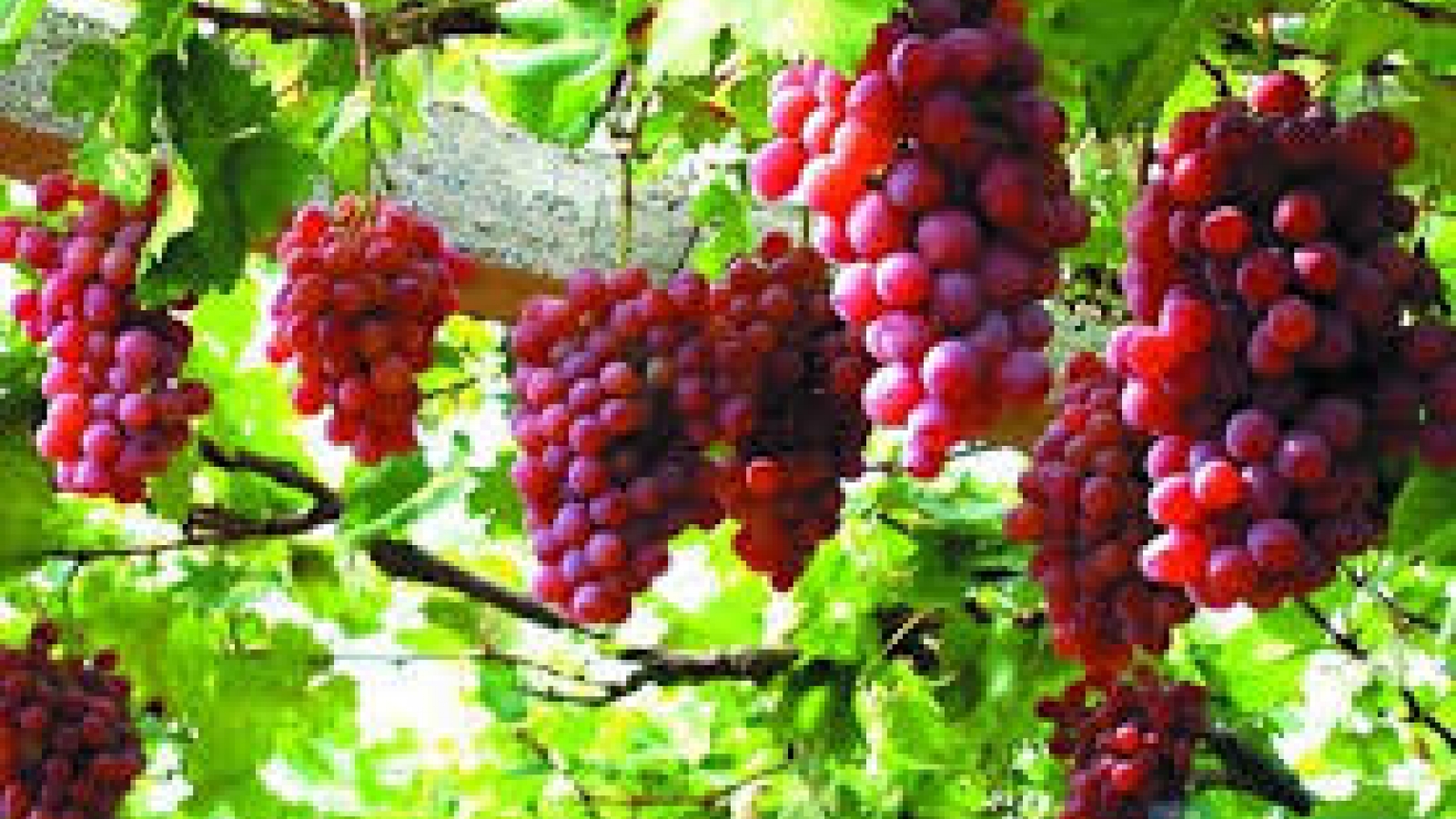 Ninh Thuan farmers make fortune with VietGap grapes