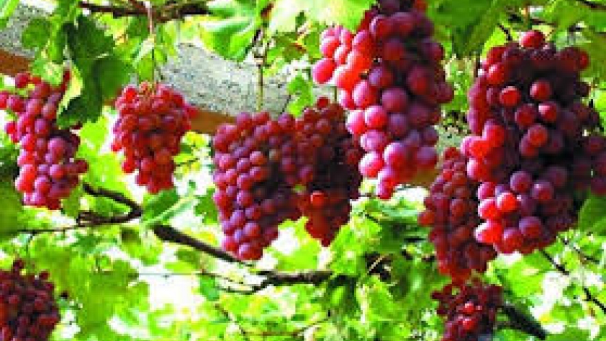 Ninh Thuan farmers make fortune with VietGap grapes