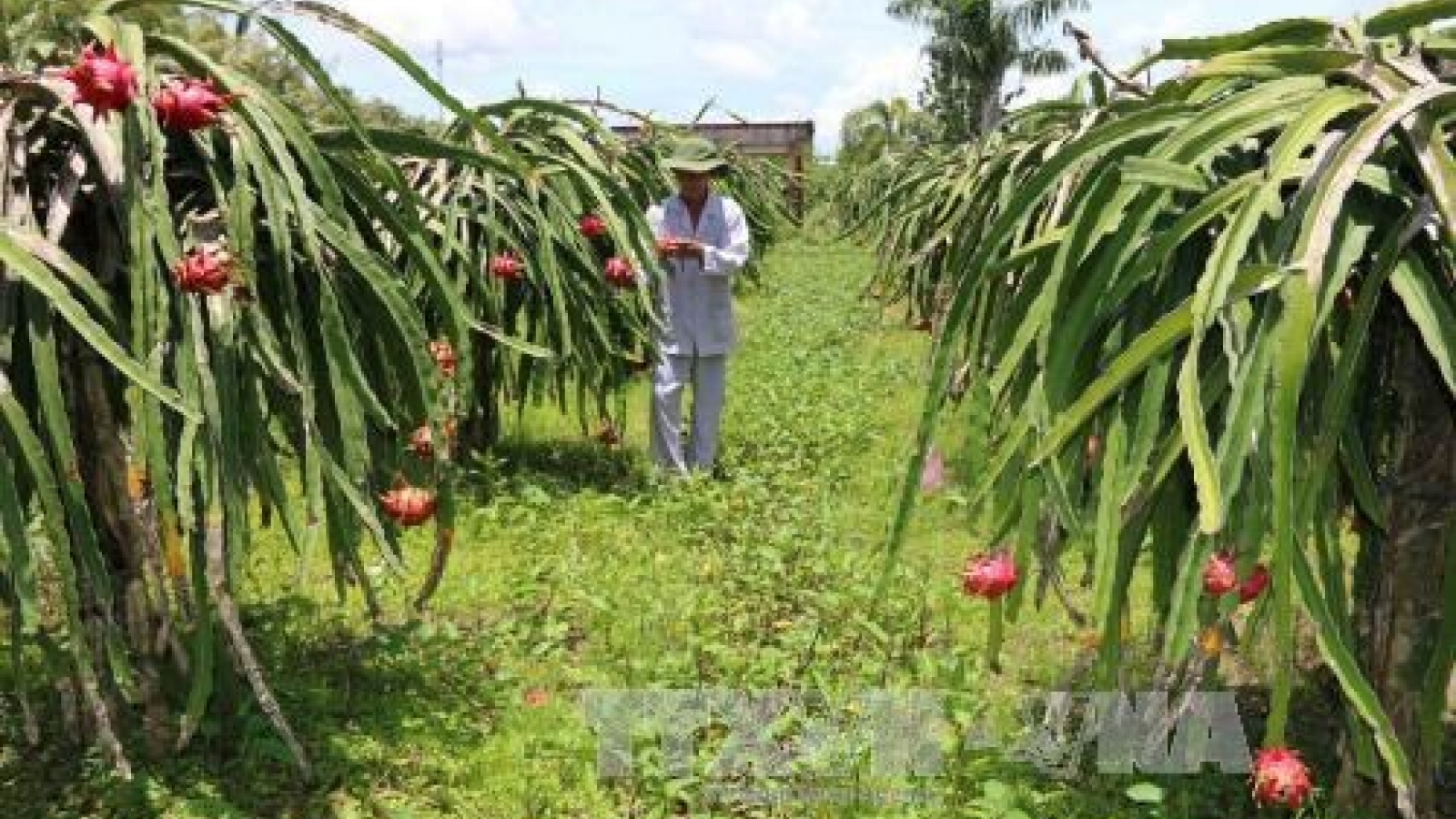 Australia approves in principle import of Vietnam’s dragon fruit