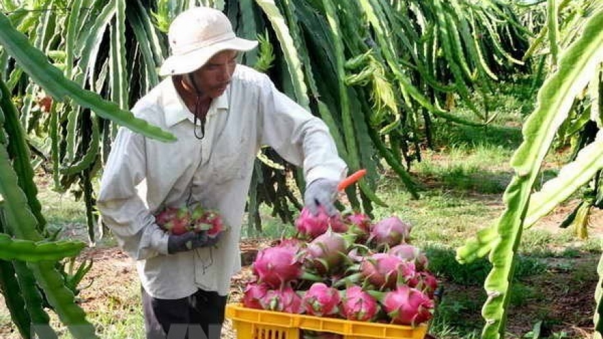 Tien Giang to expand dragon fruit growing area
