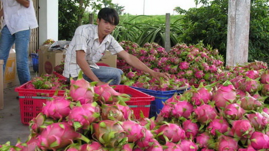 Chinese manipulate market in Vietnam’s dragon fruit hub