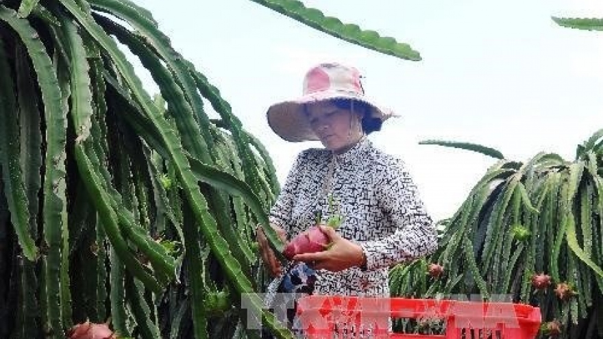 
        Binh Thuan exports 163 tonnes of dragon fruit to UAE
                              