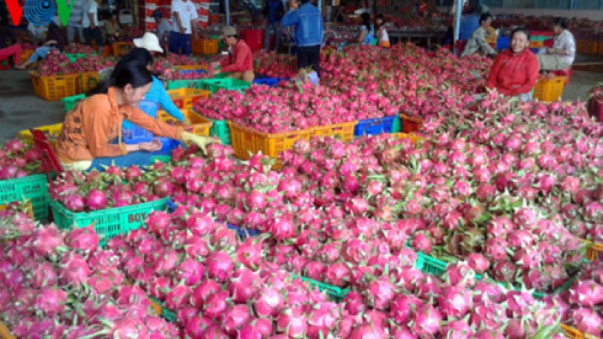 Vietnam to complete procedures for fresh dragon fruit export to Australia