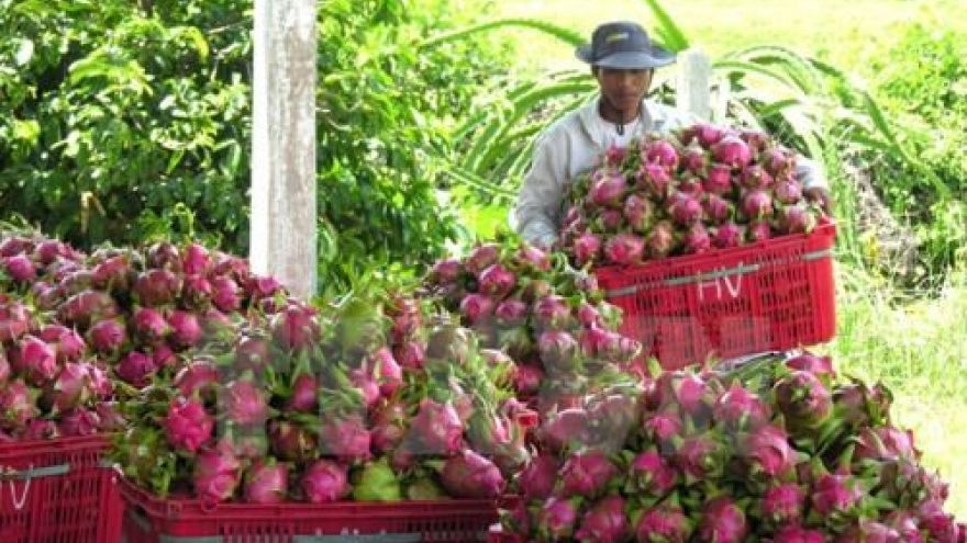 Australia approves in principle import of Vietnam’s dragon fruit
