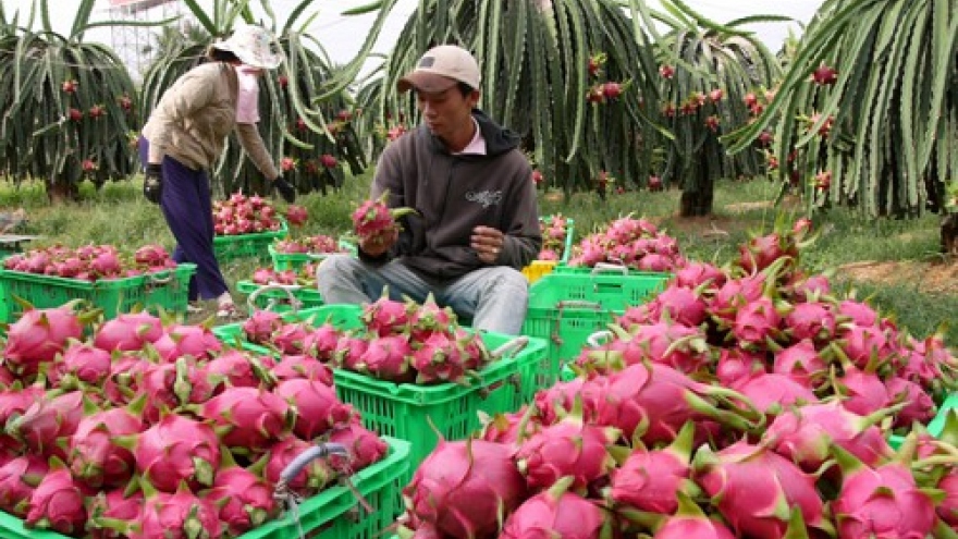 Australia to import Vietnamese dragon fruit