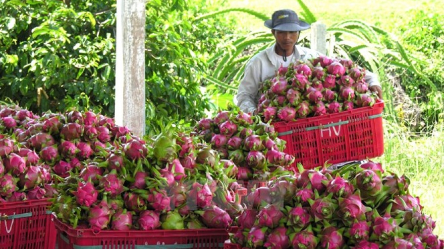 Dragon fruits dominate Vietnam’s fruit exports