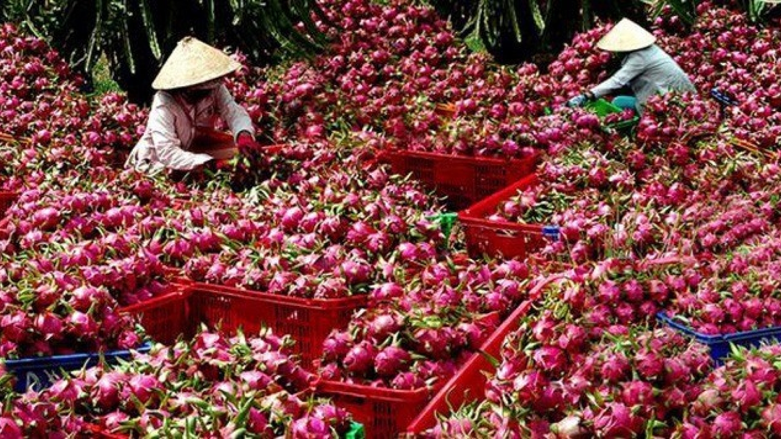 Mekong Delta city expects to increase fruit exports
