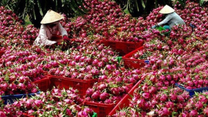 Dragon fruit dominates Vietnam fruit exports