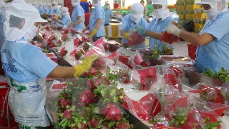 Binh Thuan set to grow 9,800 ha of VietGAP dragon fruits in 2018