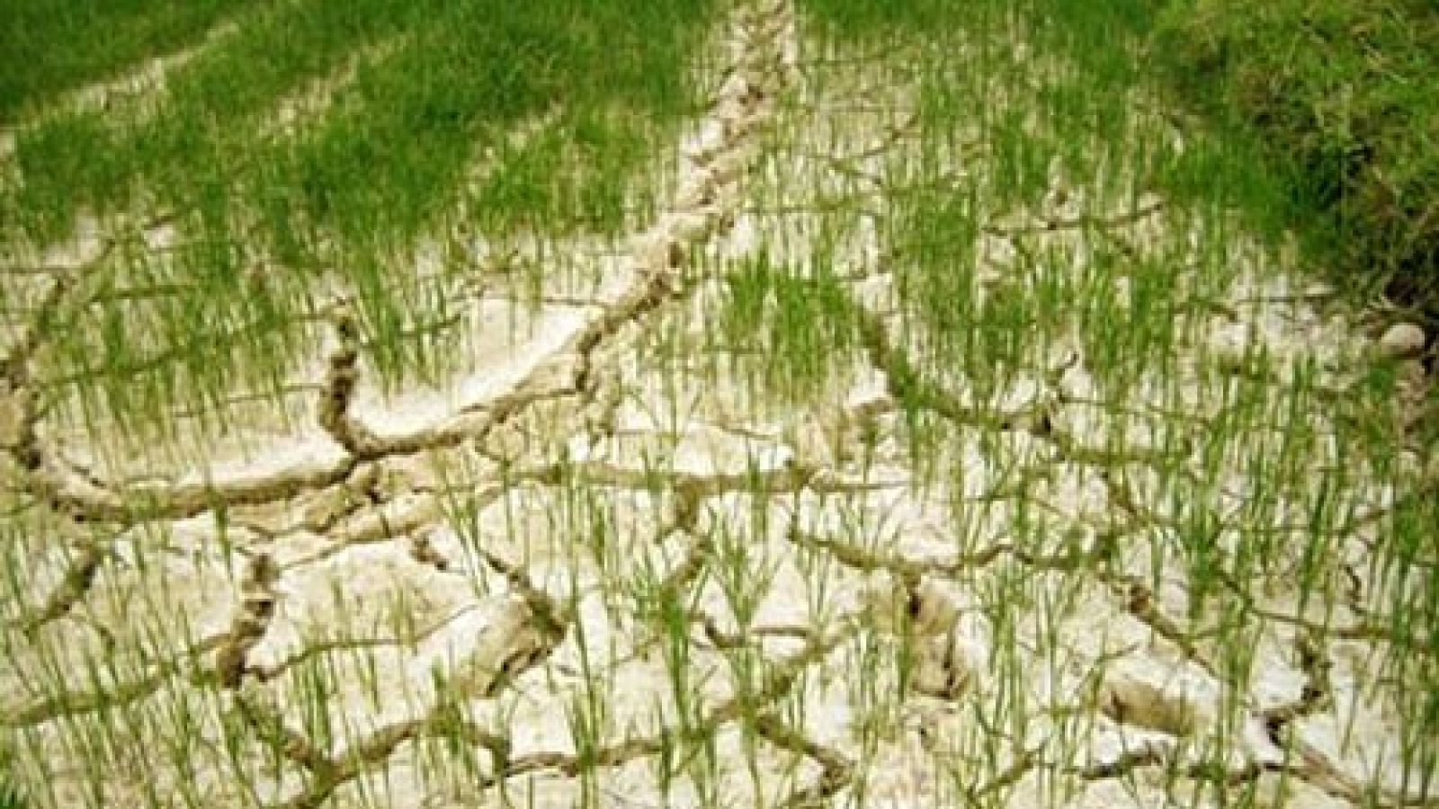 Ninh Thuan tackles prolonged drought
