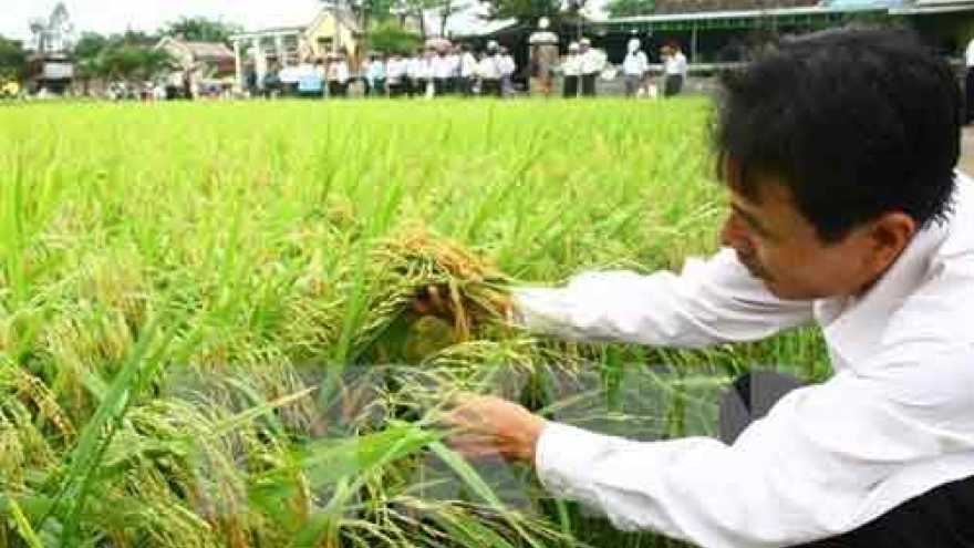 Rice area to be expanded to make up for drought-induced losses