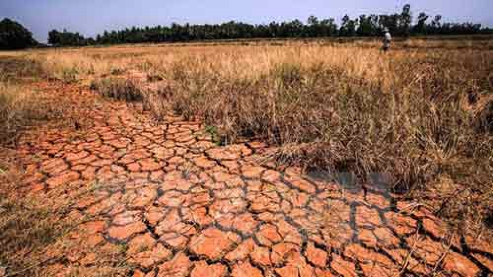 Crippling drought continues in Central, South: experts