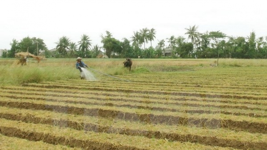 Binh Dinh: Scallions dried up by drought