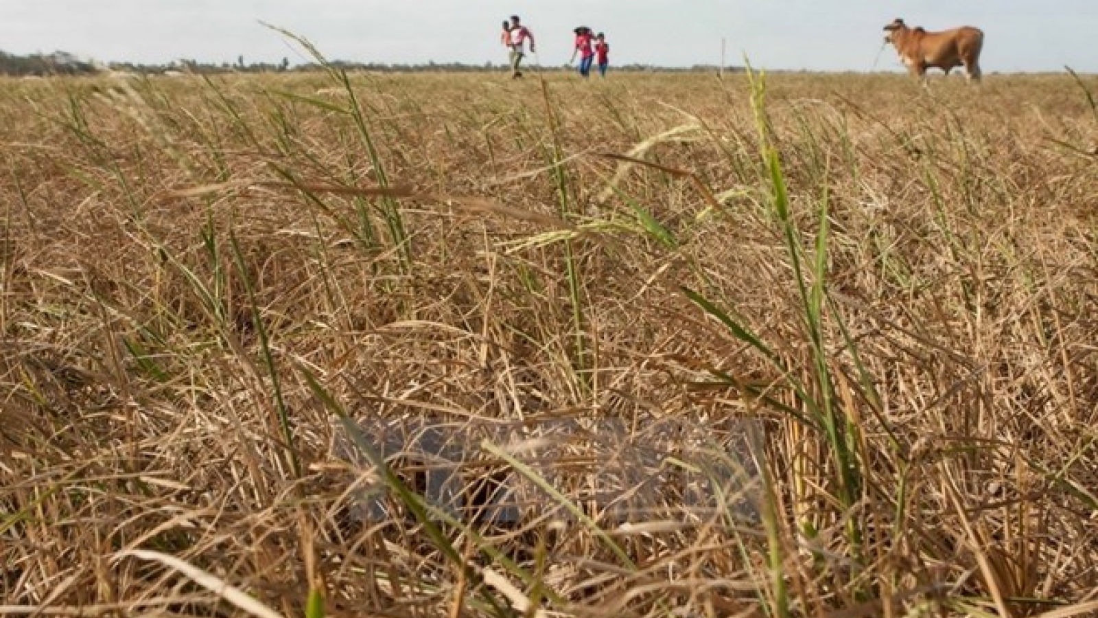 Farmers need support from gov't to tackle drought