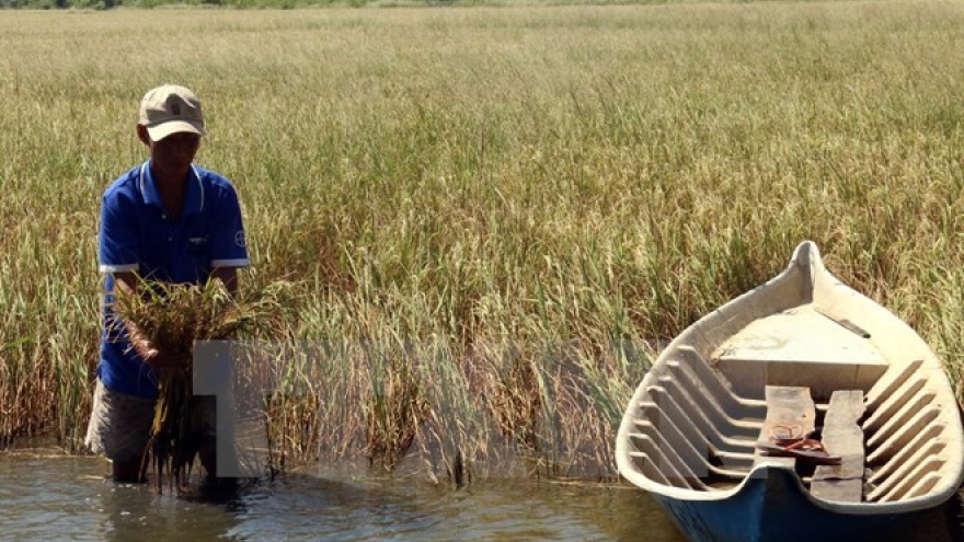 ADB helps Vietnam fight drought, saline intrusion