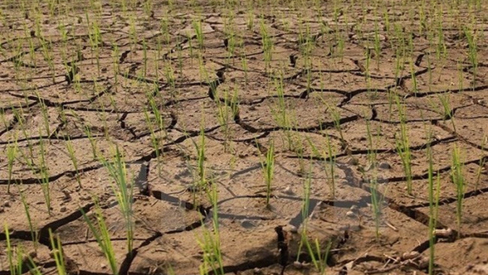 Deputy PM directs south-central region to prevent drought