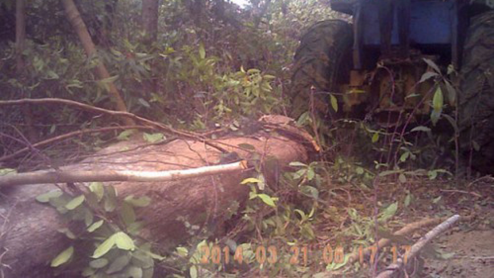 Forests in central Vietnamese province devastated by illegal loggers