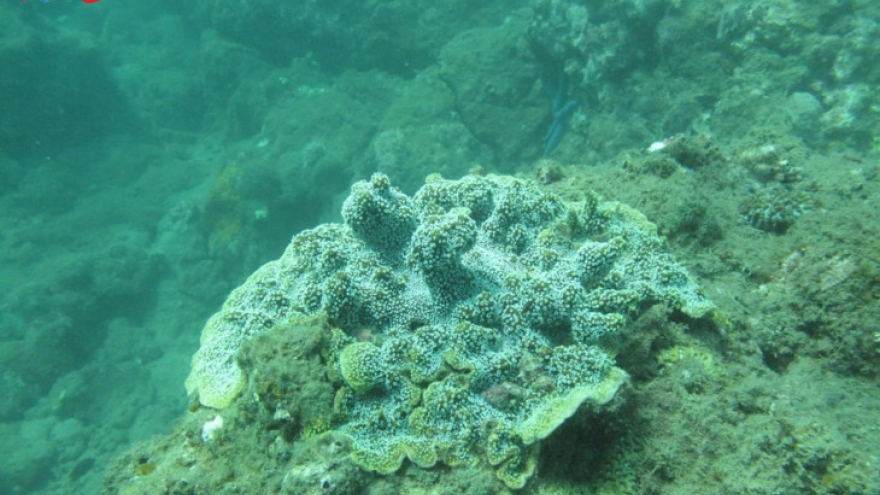 Coral reefs revived on Cham Islands