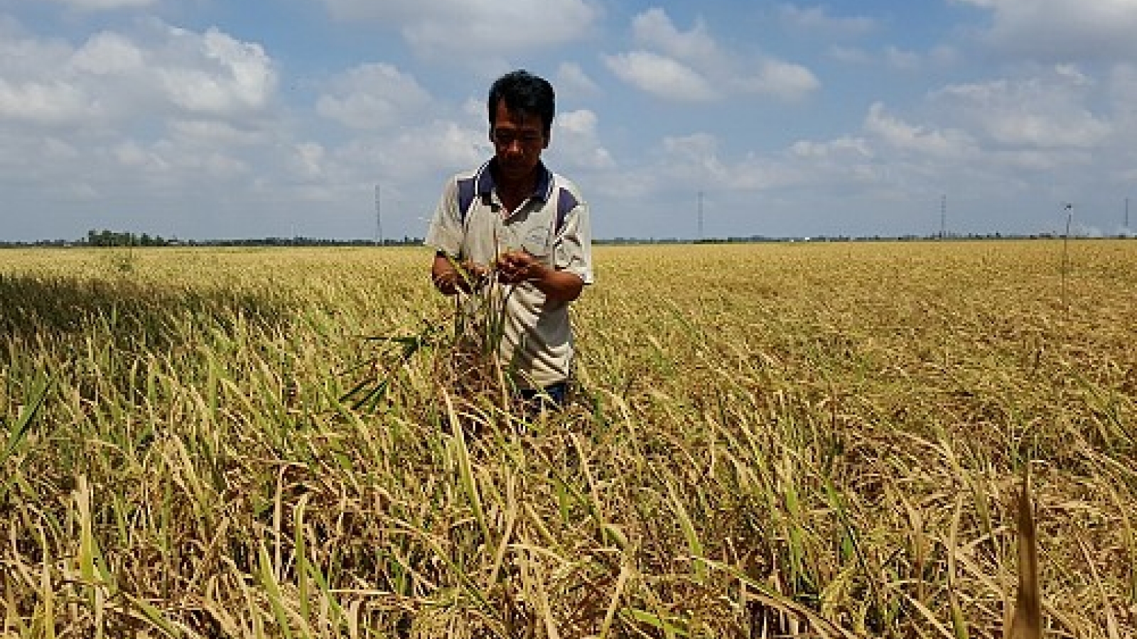 Vietnam’s Mekong Delta faces most serious drought, salinization in 90 years