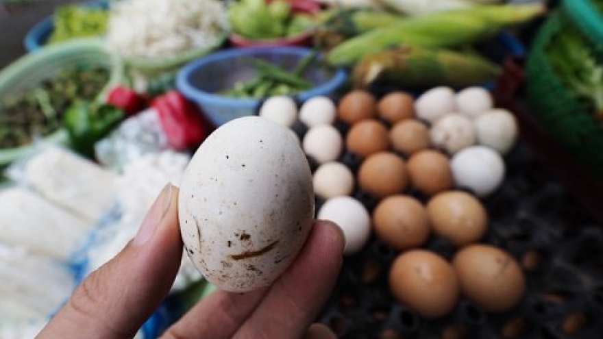 Egyptian chicken eggs disguised as home-raised eggs 