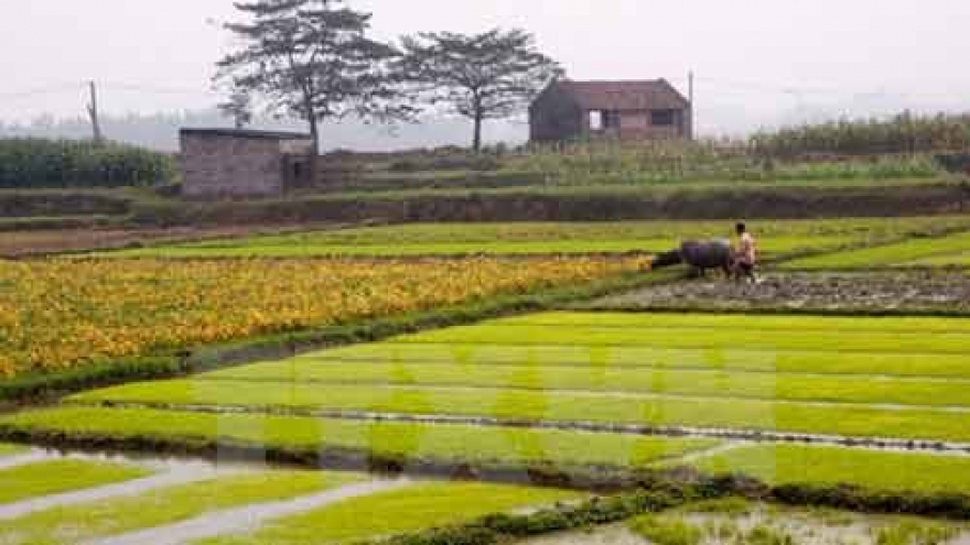 Rice crops yield higher despite El Nino