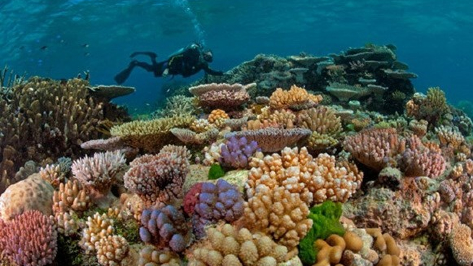 El Nino causes coral bleaching in Con Dao islands