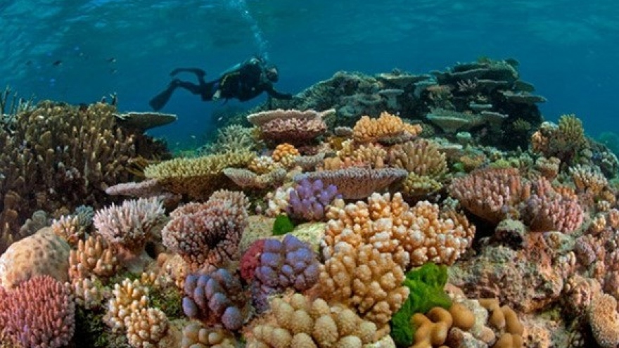 El Nino causes coral bleaching in Con Dao islands
