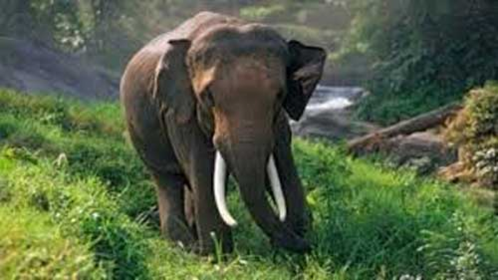 Thai amazing elephant shows to kick off next month