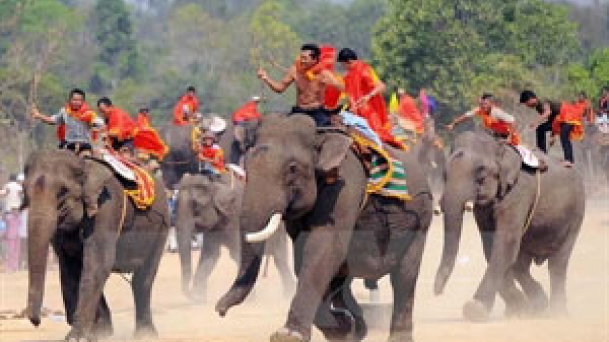Dak Lak elephant race attracts tourists