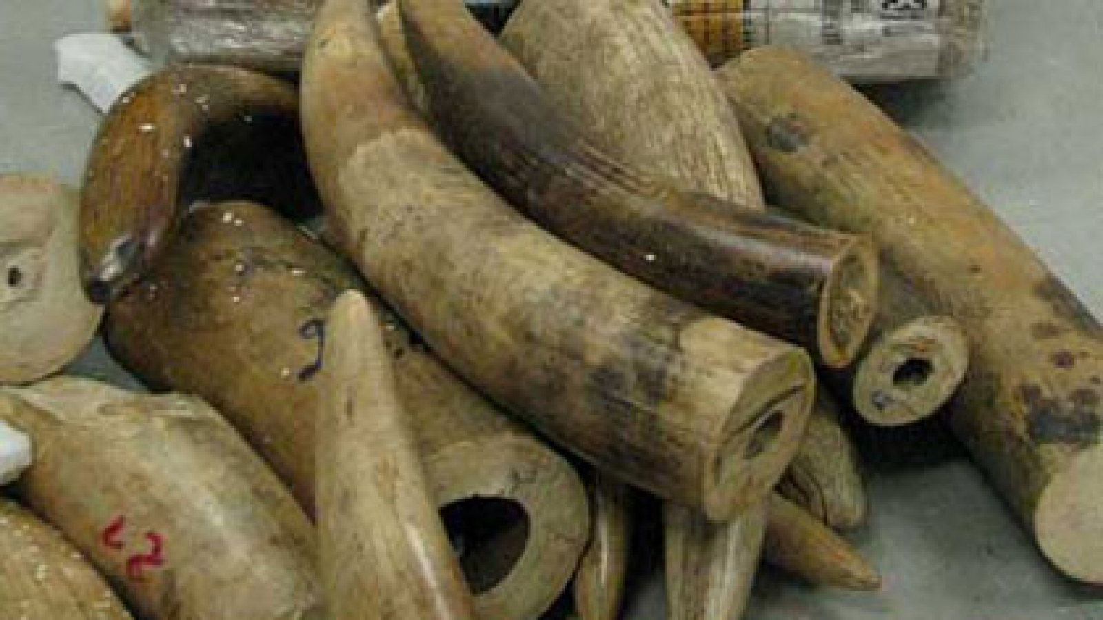USAID seminar updates wildlife protection measures