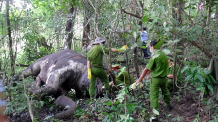 3-month-old elephant found dead at Yok Don national park