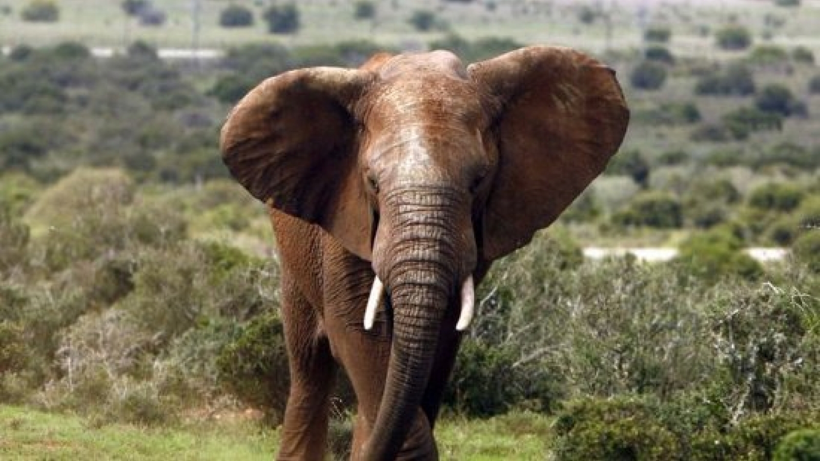 Government leaders urge Vietnamese to ‘Say No to Ivory’