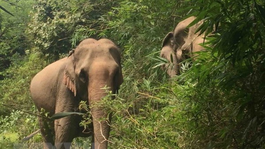 Animals Asia funds elephant conservation project in Dak Lak