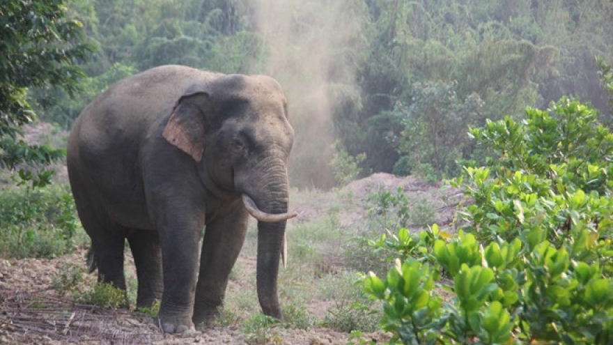 Additional 20km of elephant protection fence in Dong Nai proposed