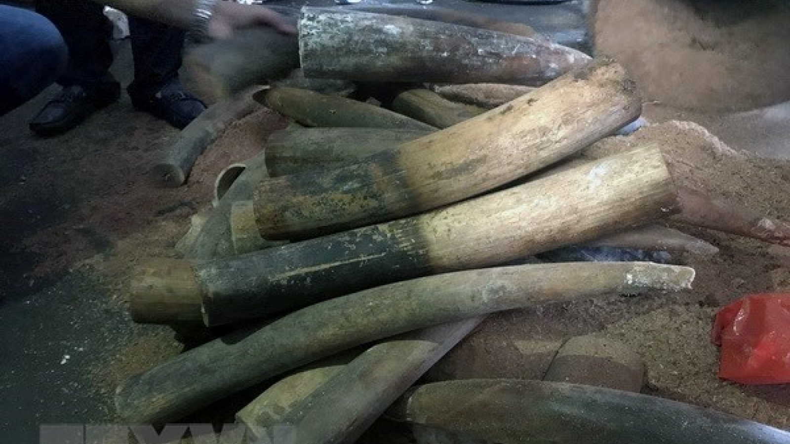Nearly 1 tonne of elephant tusks, pangolin scales uncovered in Hanoi