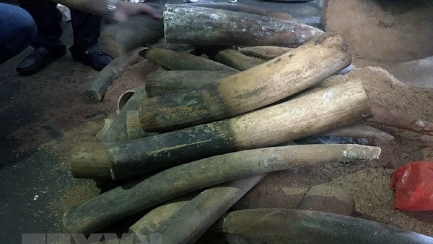 Nearly 1 tonne of elephant tusks, pangolin scales uncovered in Hanoi