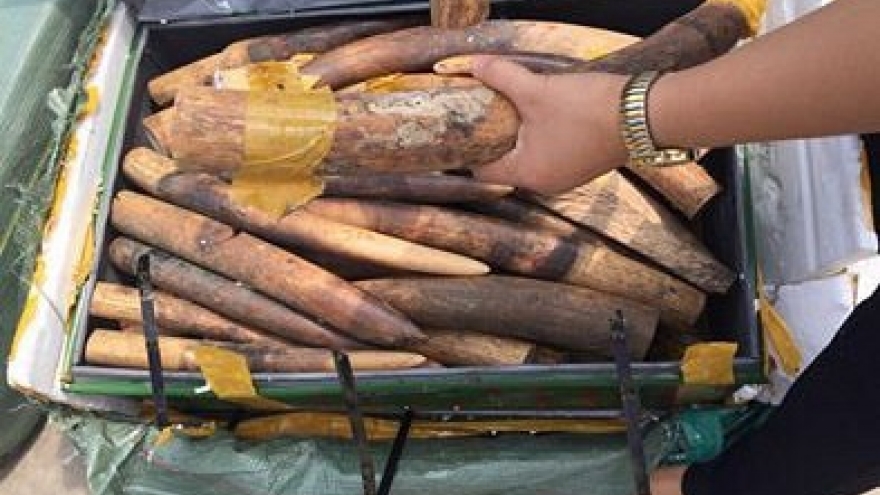 Over 300kg of alleged elephant tusks seized at Vietnam airport
