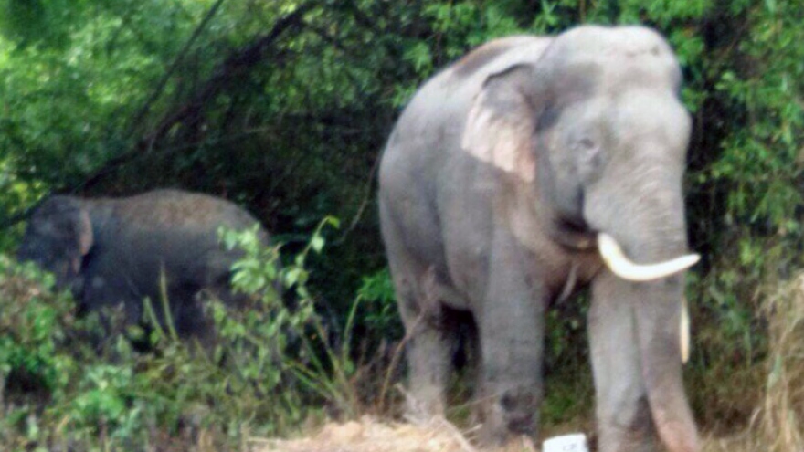 Wild elephants repeatedly ravage crops in southern Vietnam