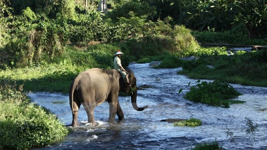Dak Lak province moves to conserve elephants