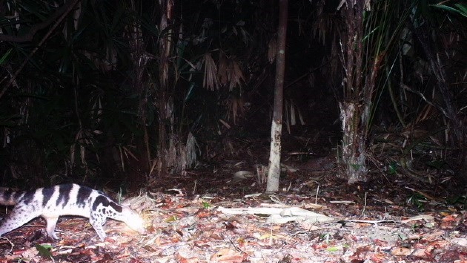 Many endangered species found in Phong Dien Nature Reserve