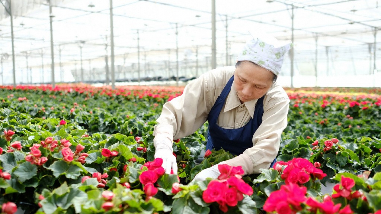 Vietnam sees opportunity in fruit, vegetable, flower exports