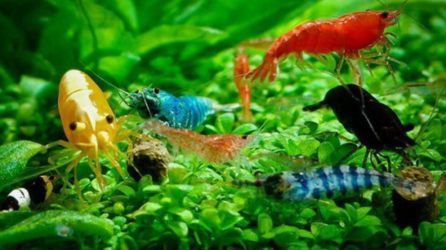 Raising ornamental tiny shrimp – new hobby in Vietnam