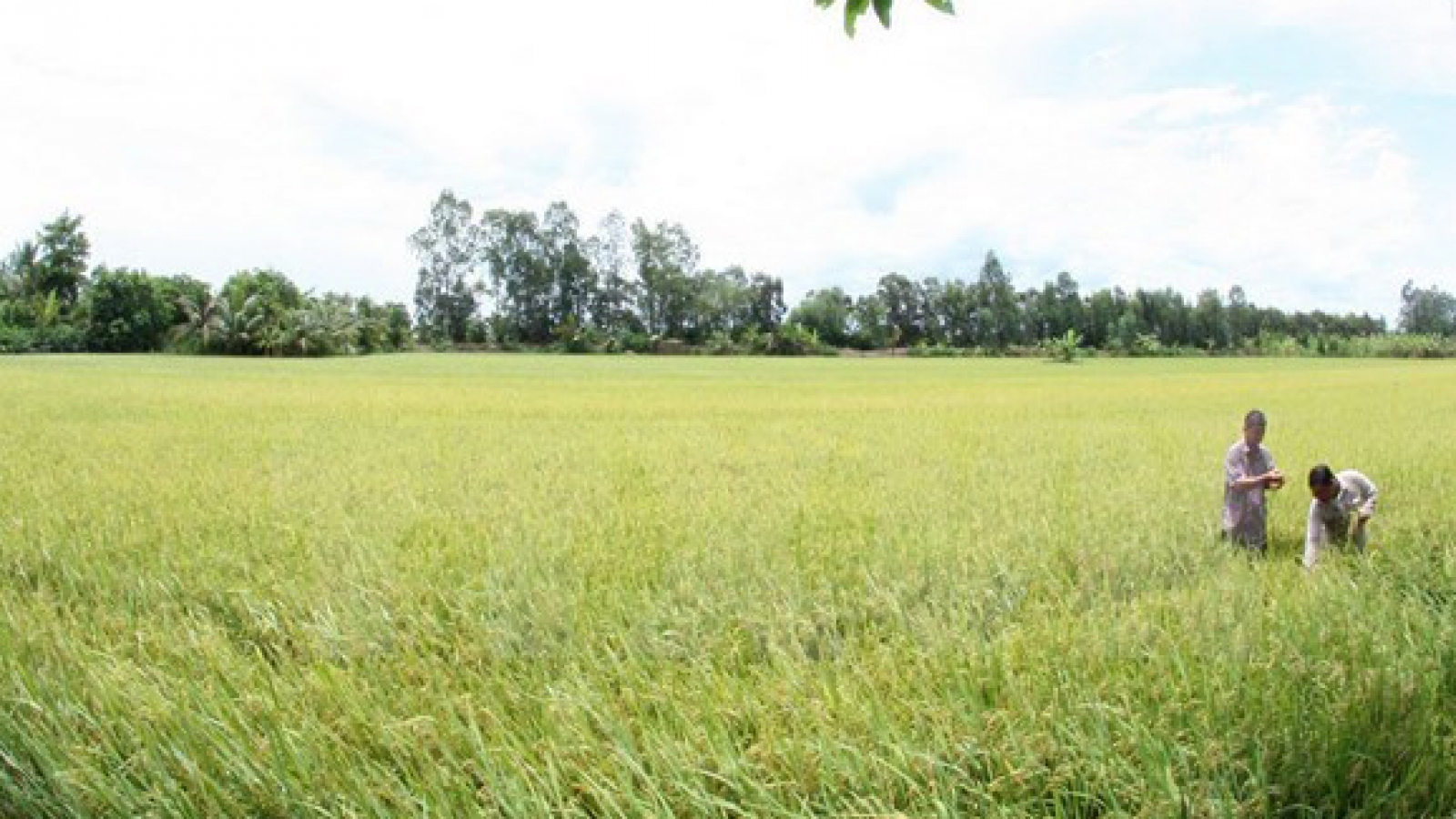 FAO pledges to work with Vietnam on poverty reduction