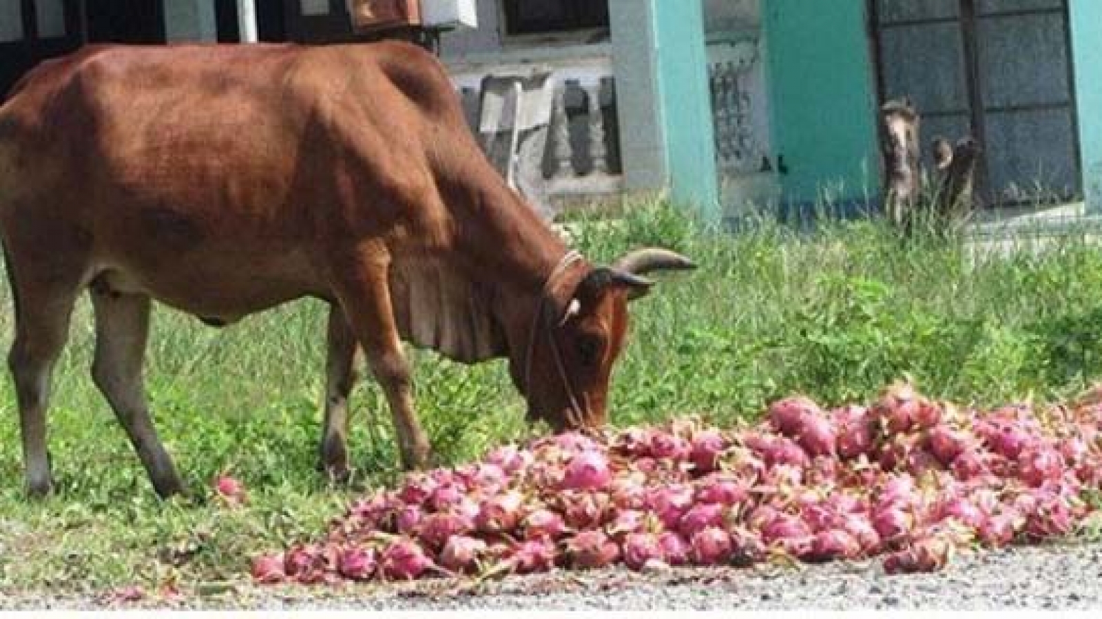 Farm exports face challenges as exporters put all eggs in one basket
