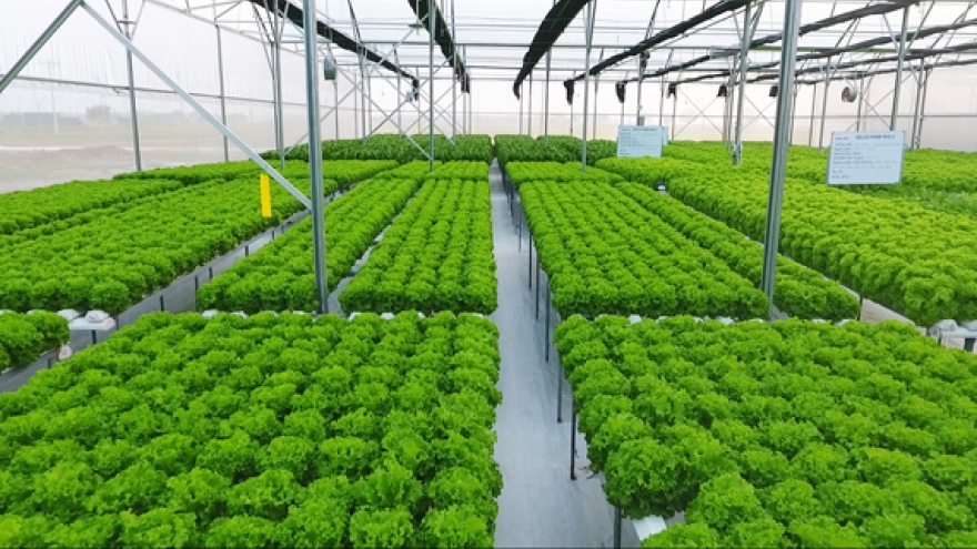 Many businesses see bold hope for agriculture investment 