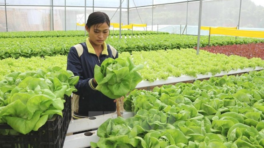 Can Tho affiliates with Japan in developing model farm